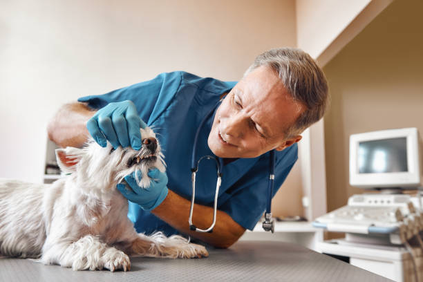 Best Emergency X-Rays and Diagnostics in St Cloud, MN